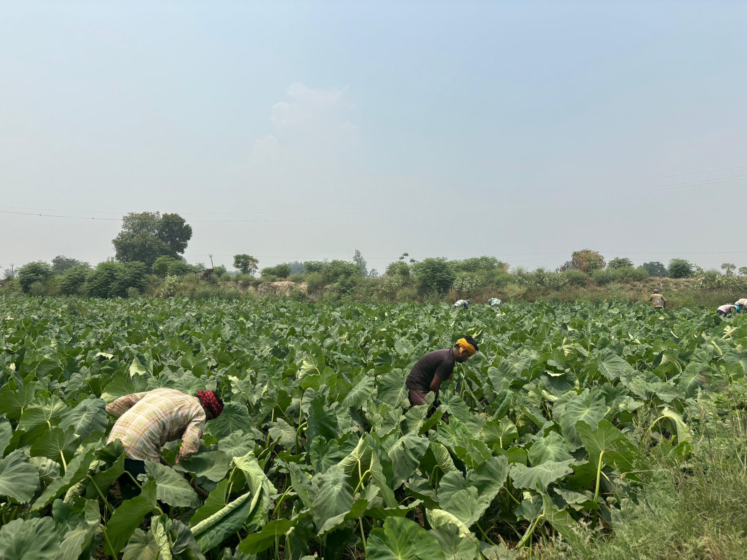 A colocasia field in Habib Wala | Bismee Taskin | ThePrint