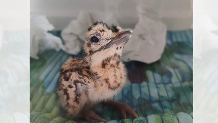 A Great Indian Bustard chick | By special arrangement | ThePrint