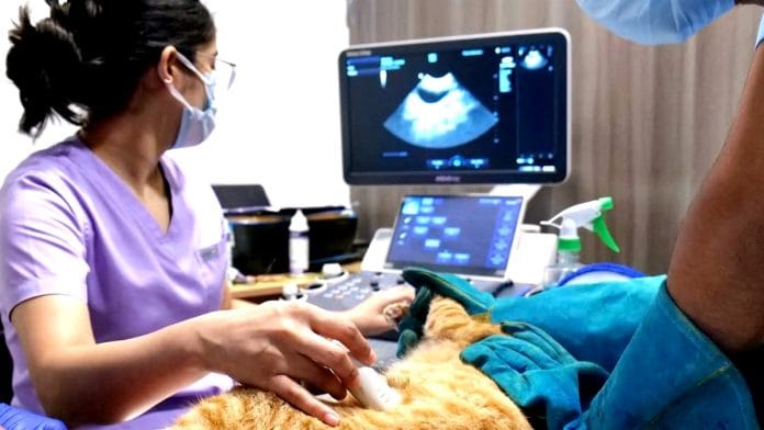 Vets in India at work