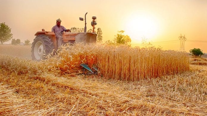 Pakistan wheat MSP representative image