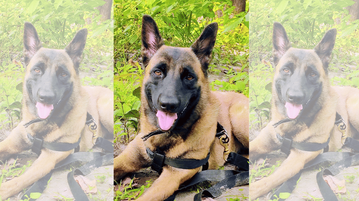 A 2-year-old K9 Rolo of 228 Bn, lost her life on 27 April due to anaphylactic shock following 200 bee stings while returning from duty during a special operation at Karegutta Hills along the Chhattisgarh-Telangana border, in Sukma Friday. | ANI