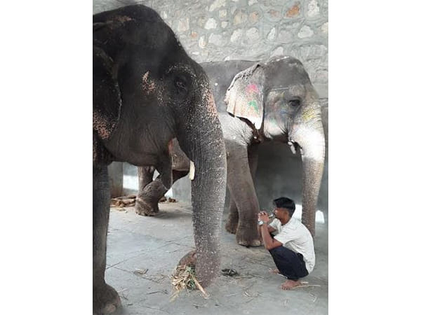 Responsible Human Behaviour Needed to Protect Animals, says World Animal Protection on World Environment Day