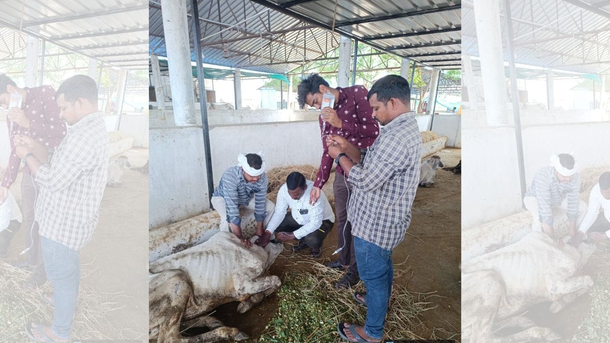 Bulls receiving treatment at Vemulawada Temple shelter | Photo: By special arrangement