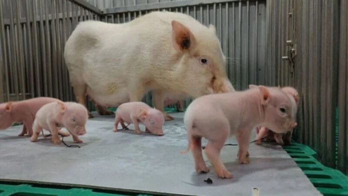 Piglets born at the Telangana-based Palamur Biosciences. | PETA India