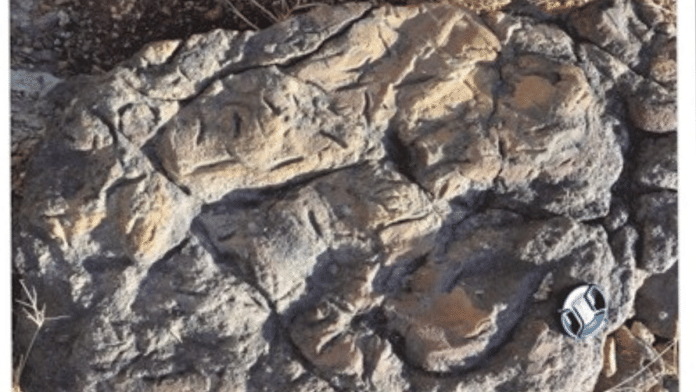 Filed photograph of grooves, called Sulcolithos variabilis. traces found in Jaisalmer Formation. | Research paper by Department of Geology, Jai Narain Vyas University