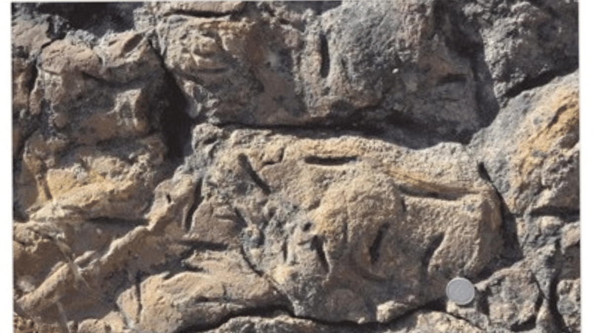 Close-up view of superficially occurred elongated, straight and curved grooves like burrows or borings of Sulcolithos variabilis traces in Jethwai Section of Jaisalmer | Research paper by Department of Geology, Jai Narain Vyas University 
