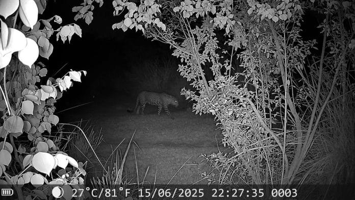 The leopard was caught on camera Sunday night. | By Special Arrangement | Hemant Garg