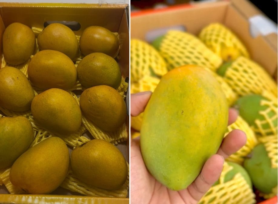 Alphonso (left) and Rasalu (right) mango varieties