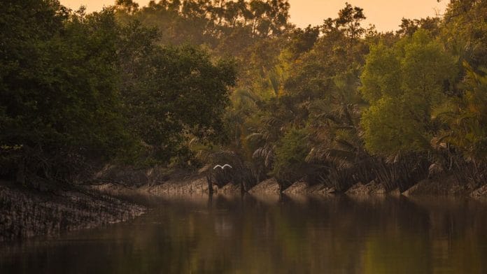 Representative image of the Sundarban | Flickr
