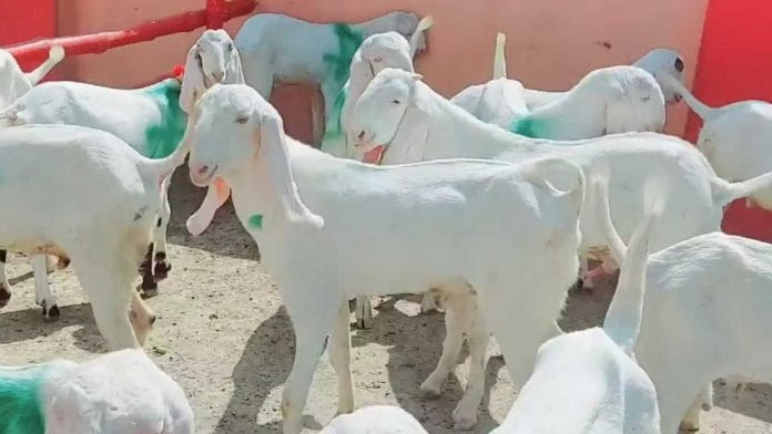 Bakra
