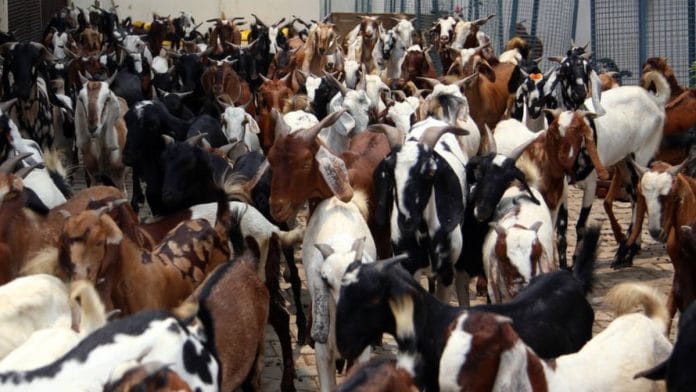 Beyond the semantics and phonetics, the very concept of qurbani itself has been crying for reforms | Representational image | Photo: Manisha Mondal, ThePrint