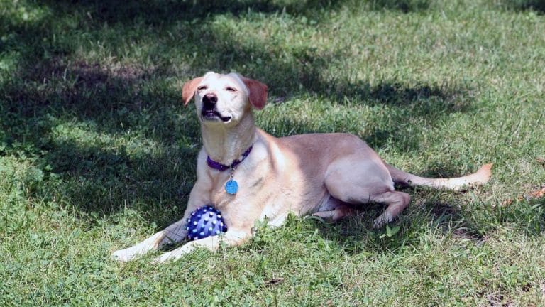 I hated dogs but adopted one. I didn’t know it then, but I was the one being rescued