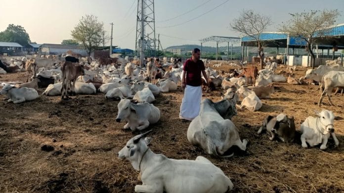 Young bulls at an overcrowded Vemulawada Temple shelter | Photo: By special arrangement