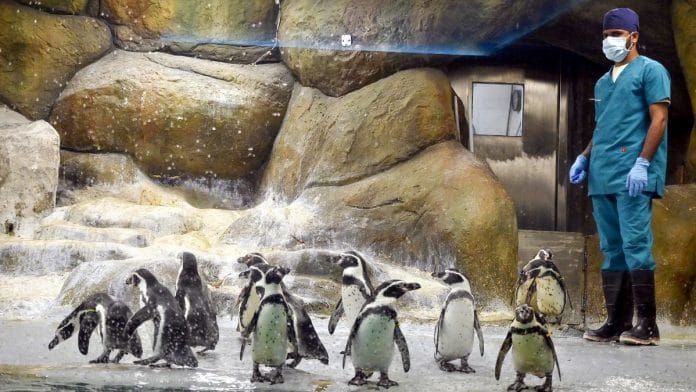 File photo of a waddle of Humboldt penguins within their enclosure at Byculla Zoo | Photo: ANI