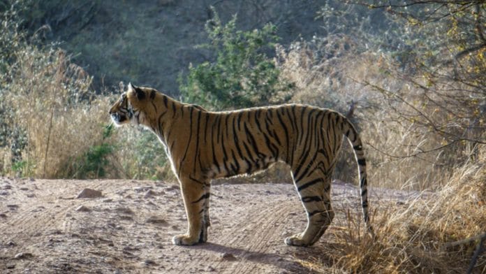 File photo: T-84, or 'Arrowhead', at the Ranthambore Tiger Reserve | www.ranthamborenationalpark.com