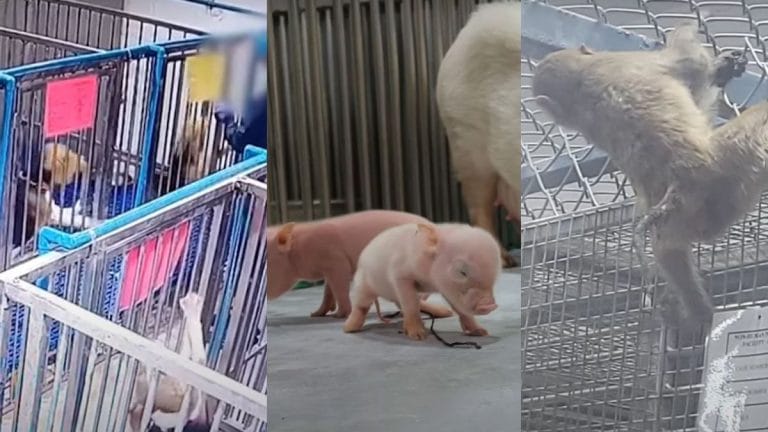 Inspection panel calls for rescue of 1,200+ animals from Palamur Biosciences facility. What it found