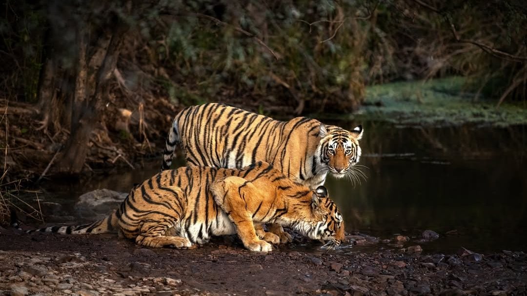 Global Big Cat Summit Announced in Budget 2026