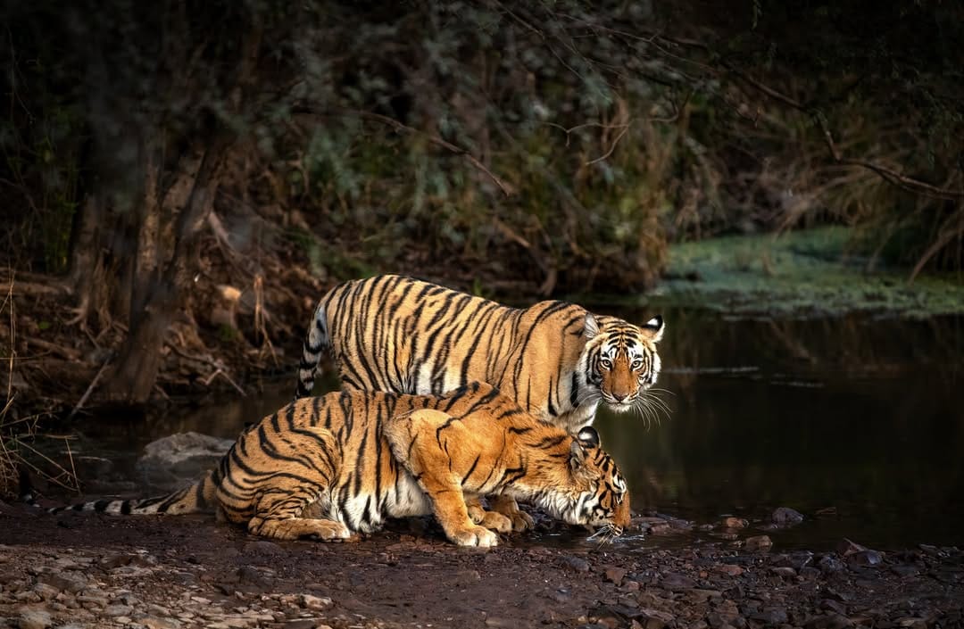 Arrowhead’s Kingdom – A Queen’s Favourite Spot