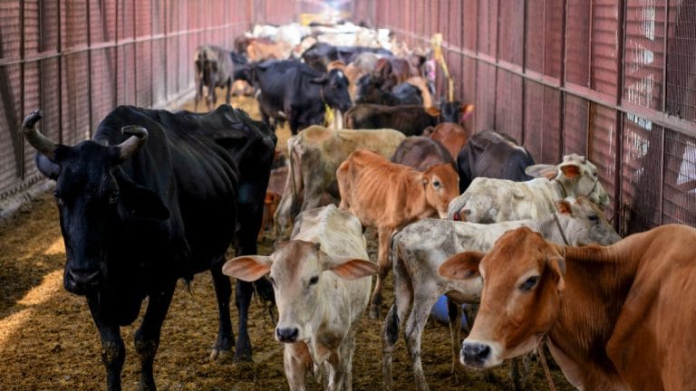 How livestock farming is worsening antimicrobial resistance