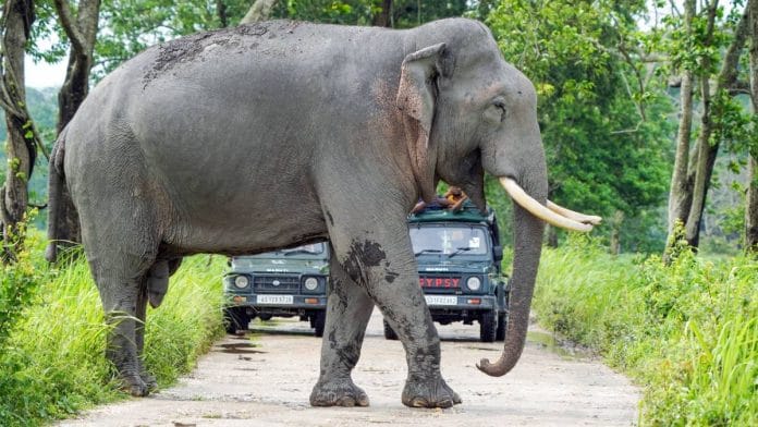 An elephant at Kaziranga National Park | Photo: ANI