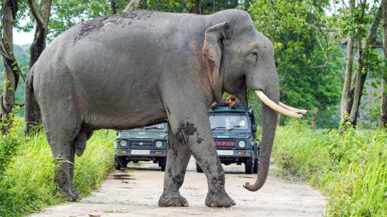Tracking India’s elephants: Unreleased census, shrinking herd & DNA profiling of dung