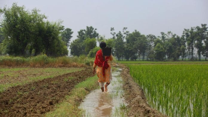 Dalit woman farmer in Punjab