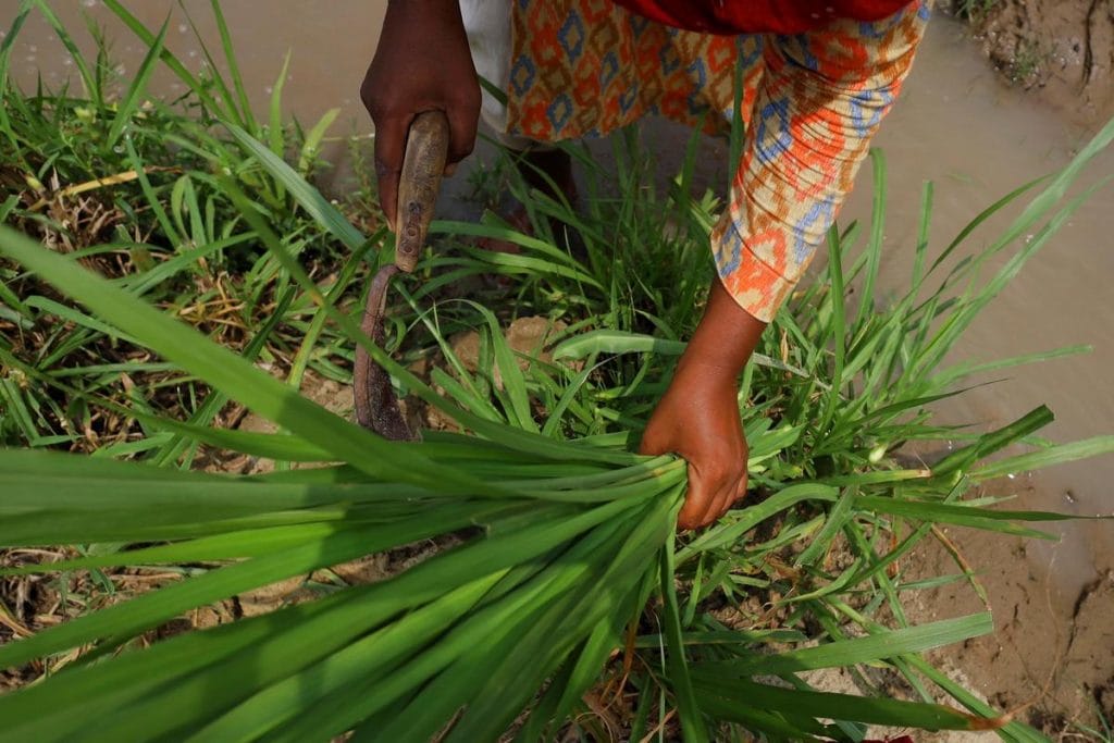 Cutting grass for fodder on a Punjab farm