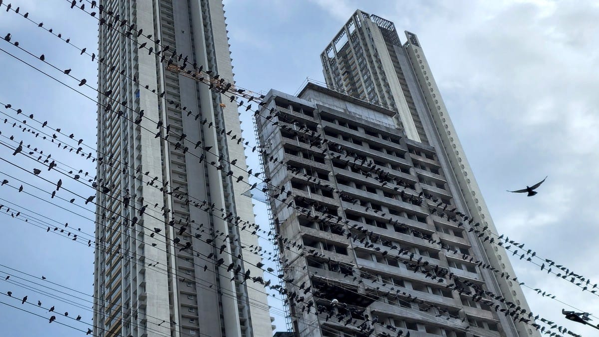 File photo of a flock of pigeons perching on power lines at Kalachowki in Mumbai | ANI