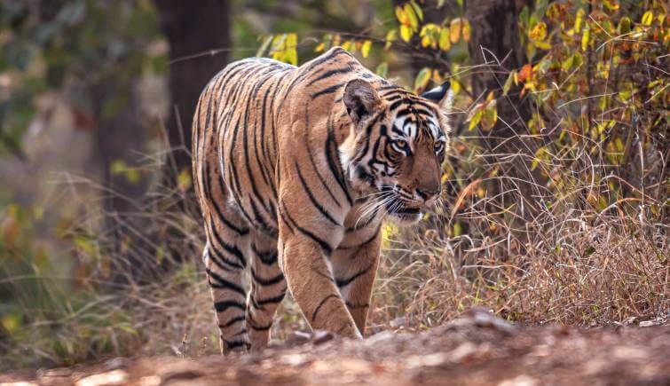 Arrowhead the tiger passed away in June