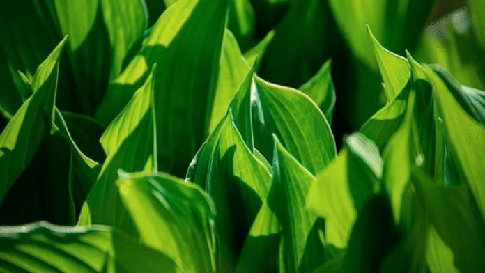 Representational image | ANI