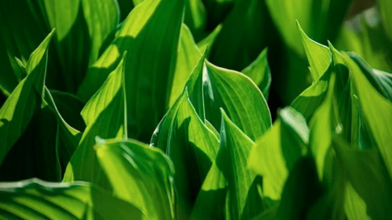 Can plants’ solar hack fuel tomorrow’s clean energy? IISc, Caltech study cracks photosynthesis mystery