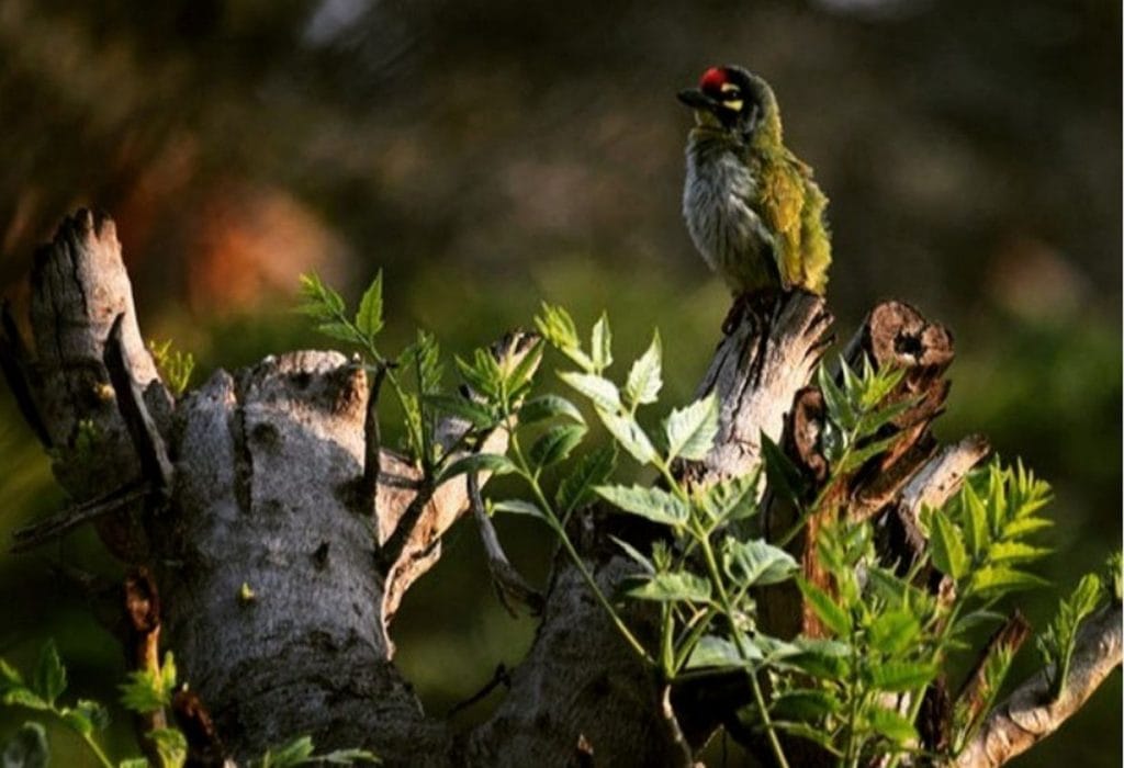 Okhla Bird Sanctuary
