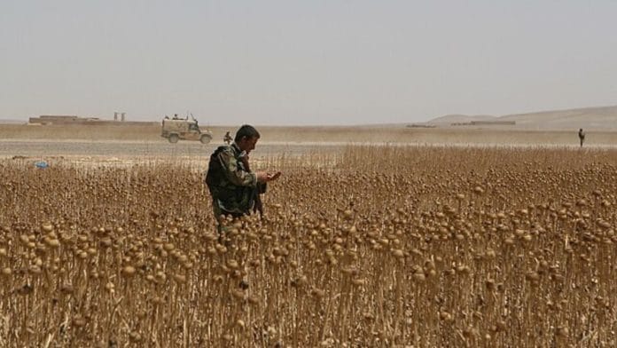 An Afghan soldier steps through a poppy field during a foot patrol, June 2009