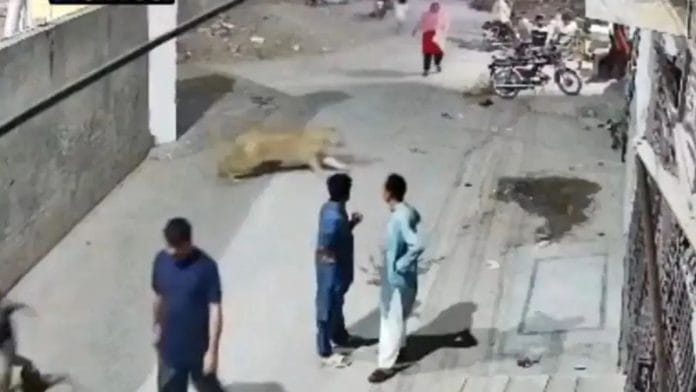 Lion on the loose in Lahore | X