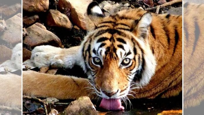 Machhli was regarded as the most photographed wild tiger in the world