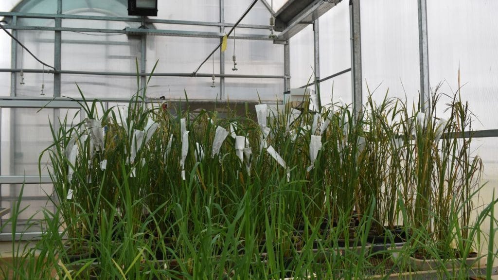 Gene-edited rice plants at TIGS’ greenhouse. | Special Arrangement