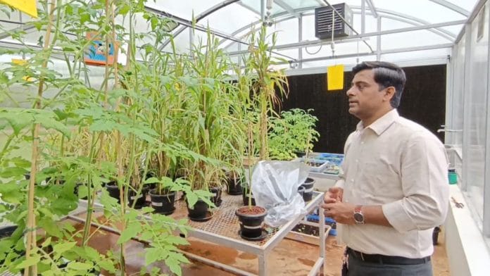 Dr Vivekanand Tiwari at his Green House at Centre for Cellular and Molecular Platforms (C-CAMP), Bengaluru. | Ananthapathmanabhan | ThePrint