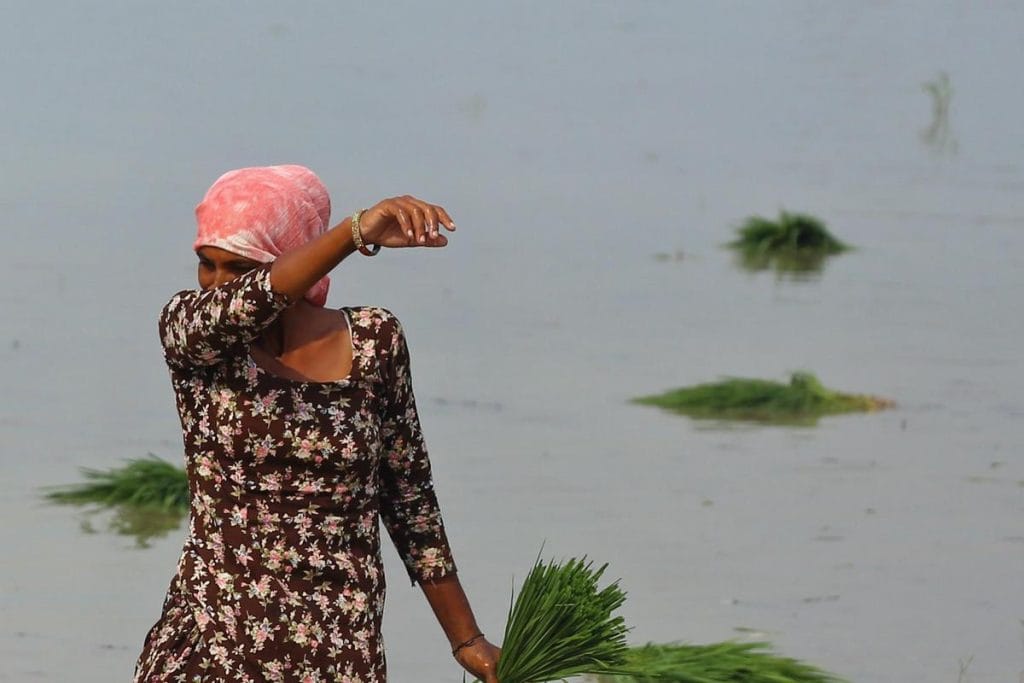 Women farmers in Punjab 