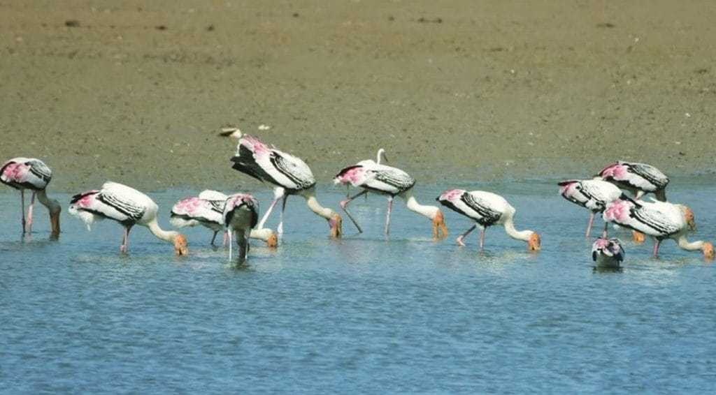 Okhla Bird Sanctuary