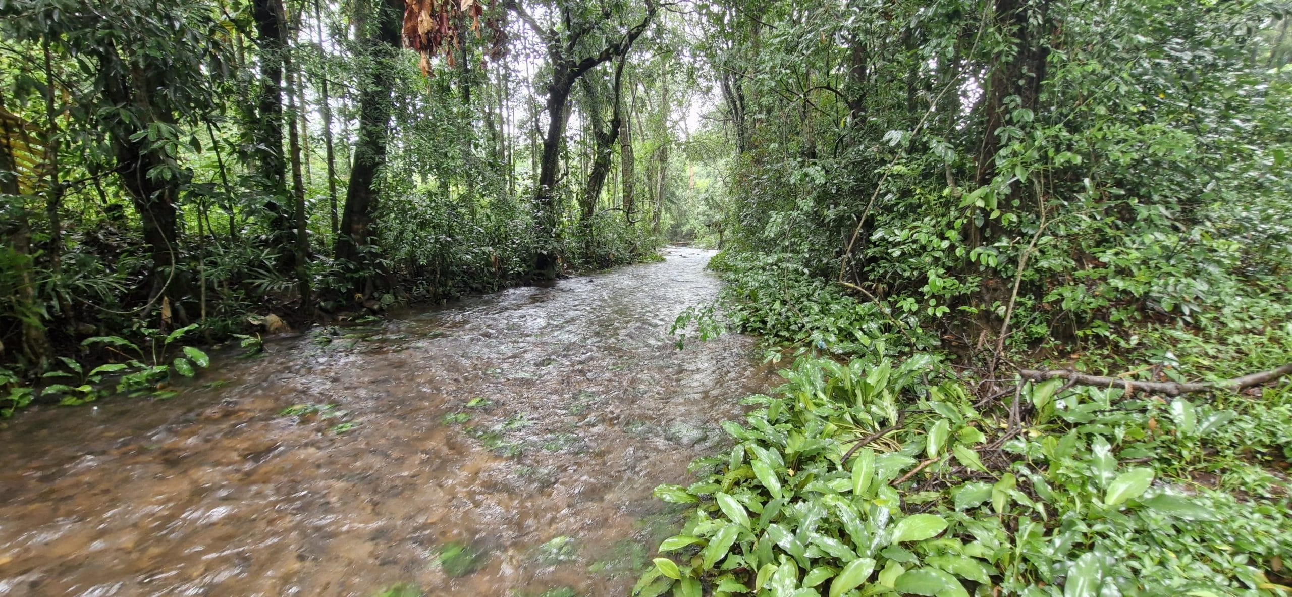 Many bodies have washed up on the banks of the Nethravathi river | By special arrangement