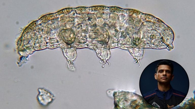 Shubhanshu Shukla carried sleeping water bears to ISS. How experiment could unlock space travel secrets