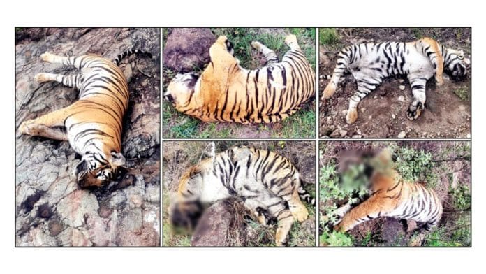 A tigress and her four cubs died of poisoning at the Male Mahadeshwara Hills Wildlife Sanctuary on 26 June | X/Siddaramaiah