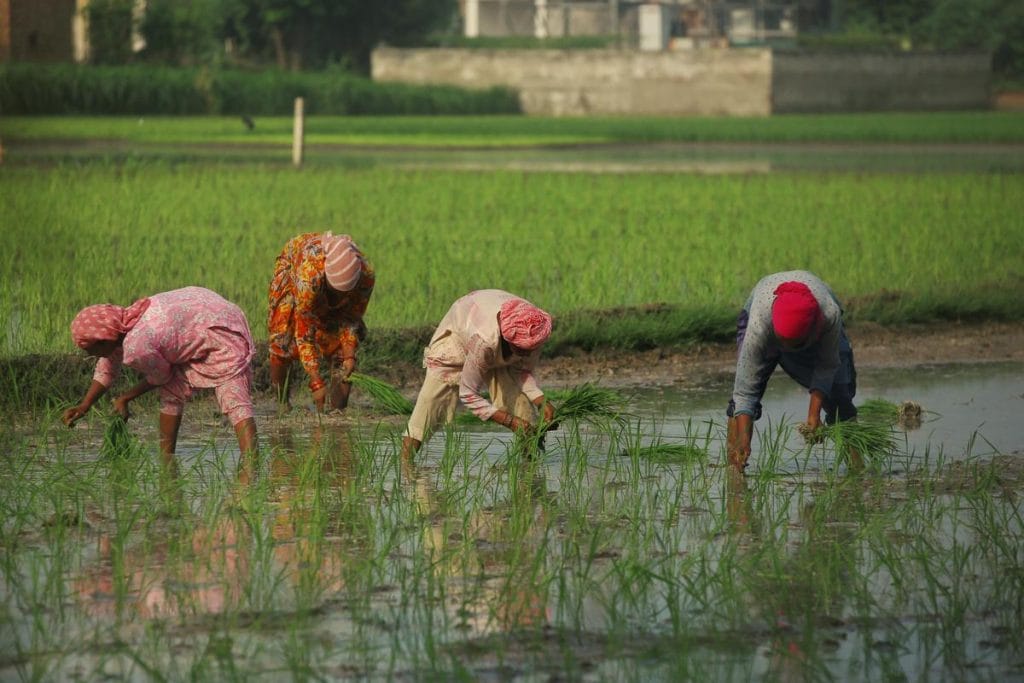 Punjab paddy field 