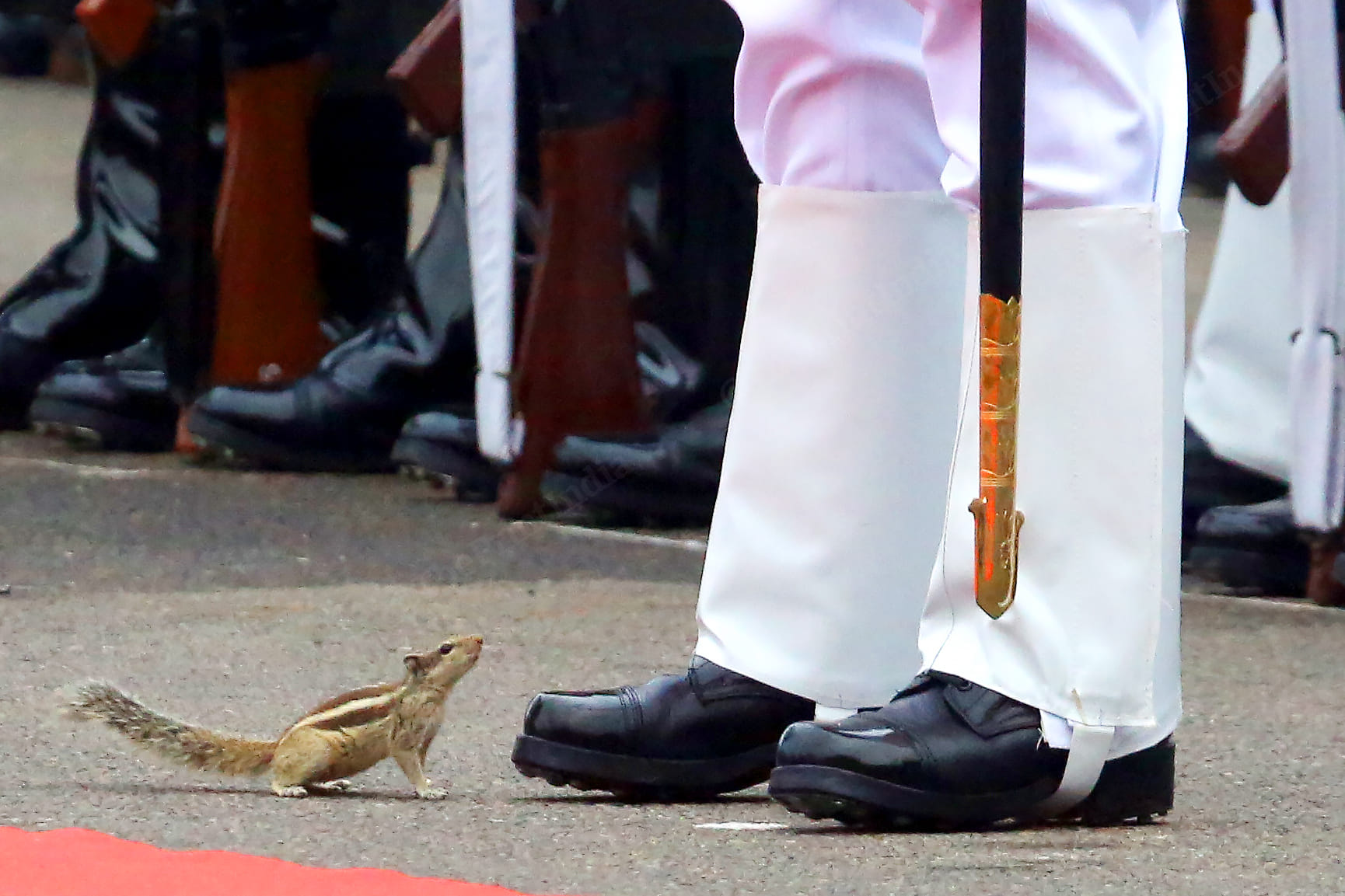 A squirrel ‘takes guard’ ahead of Guard of Honour at Red Fort | Praveen Jain | ThePrint 