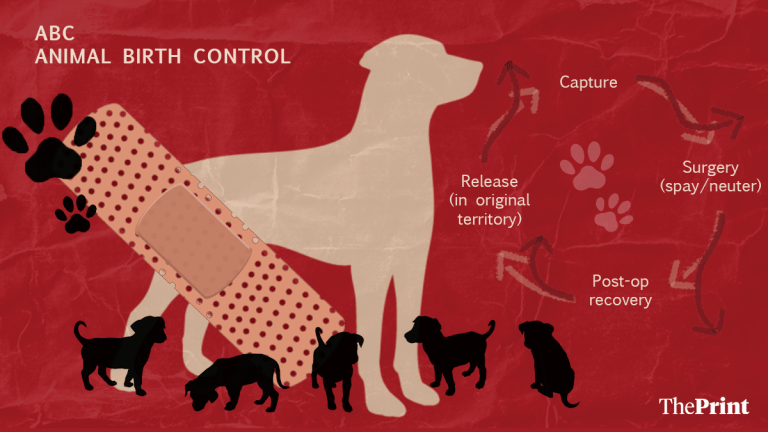 Delhi’s new stray dog management guidelines—no threatening feeders, infra boost for ABC centres