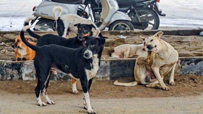 A family of stray dogs in Delhi | Photo: ANI