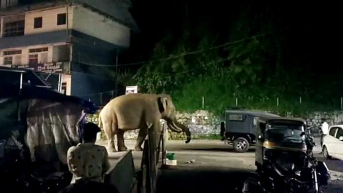 A wild elephant who strayed into a residential area in Kerala's Munnar on 25 November, 2020 | ANI
