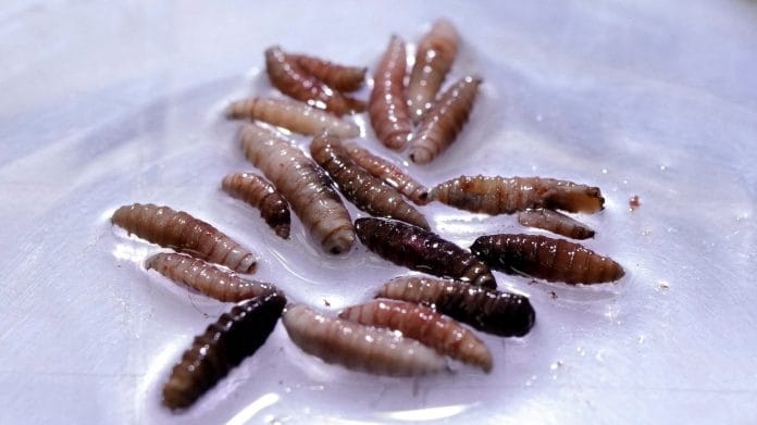 FILE PHOTO: Larvae of the screwworm fly, collected from infected cows, are observed at the COPEG sterile fly production plant, which fights the spread of the cattle screwworm, in Pacora, Panama, June 11, 2025. REUTERS/Enea Lebrun/File Photo