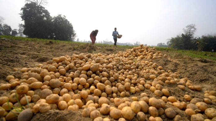 Indian scientists are developing biofortified potato for Indian conditions | Representational image | ANI