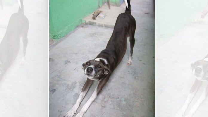 Representative image of a dog | Commons